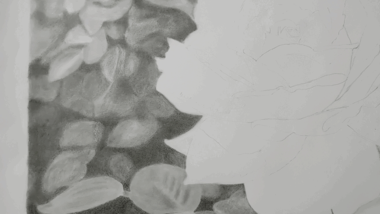 Rose Drawing in Progress
