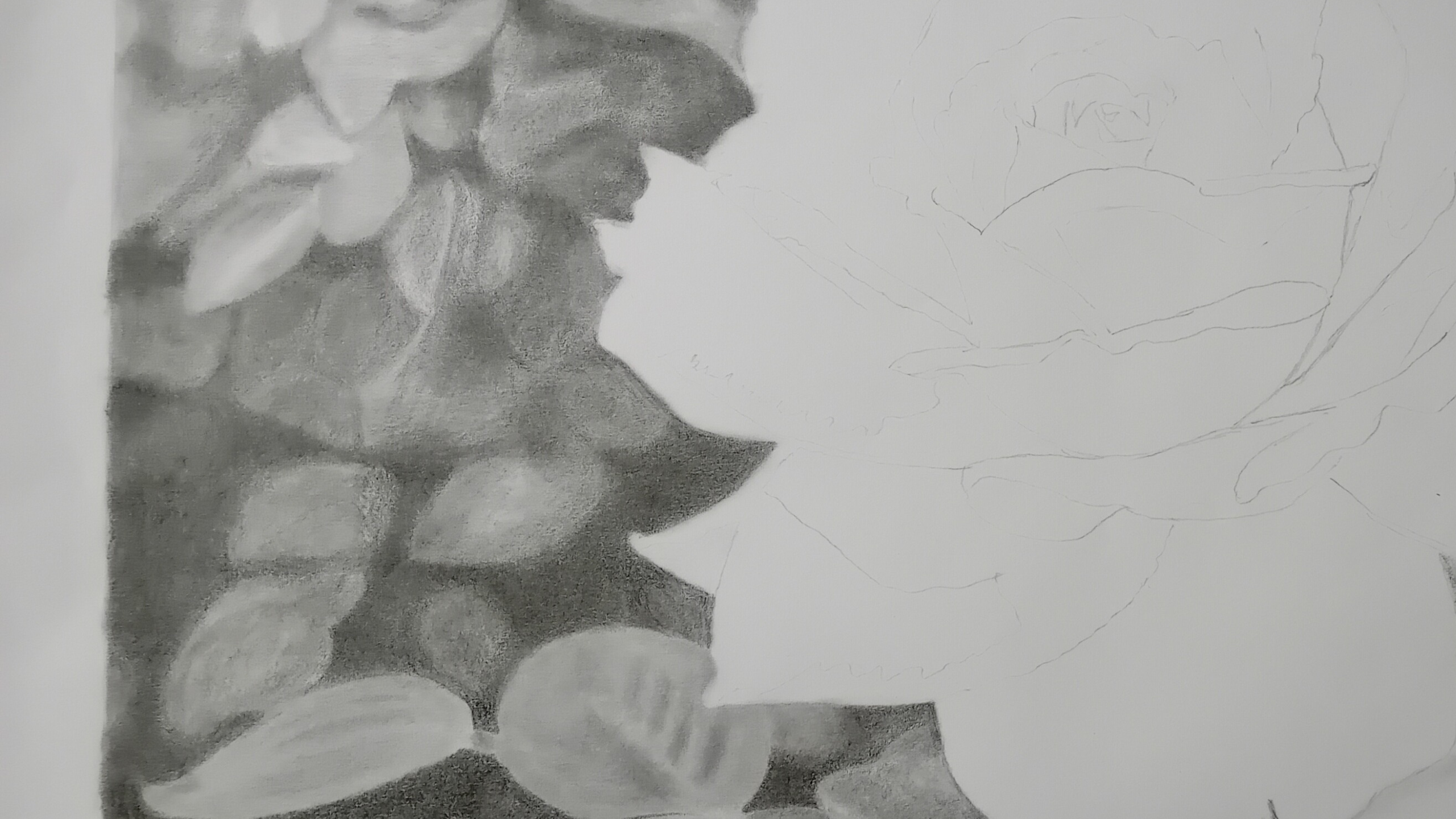 Rose Drawing in Progress