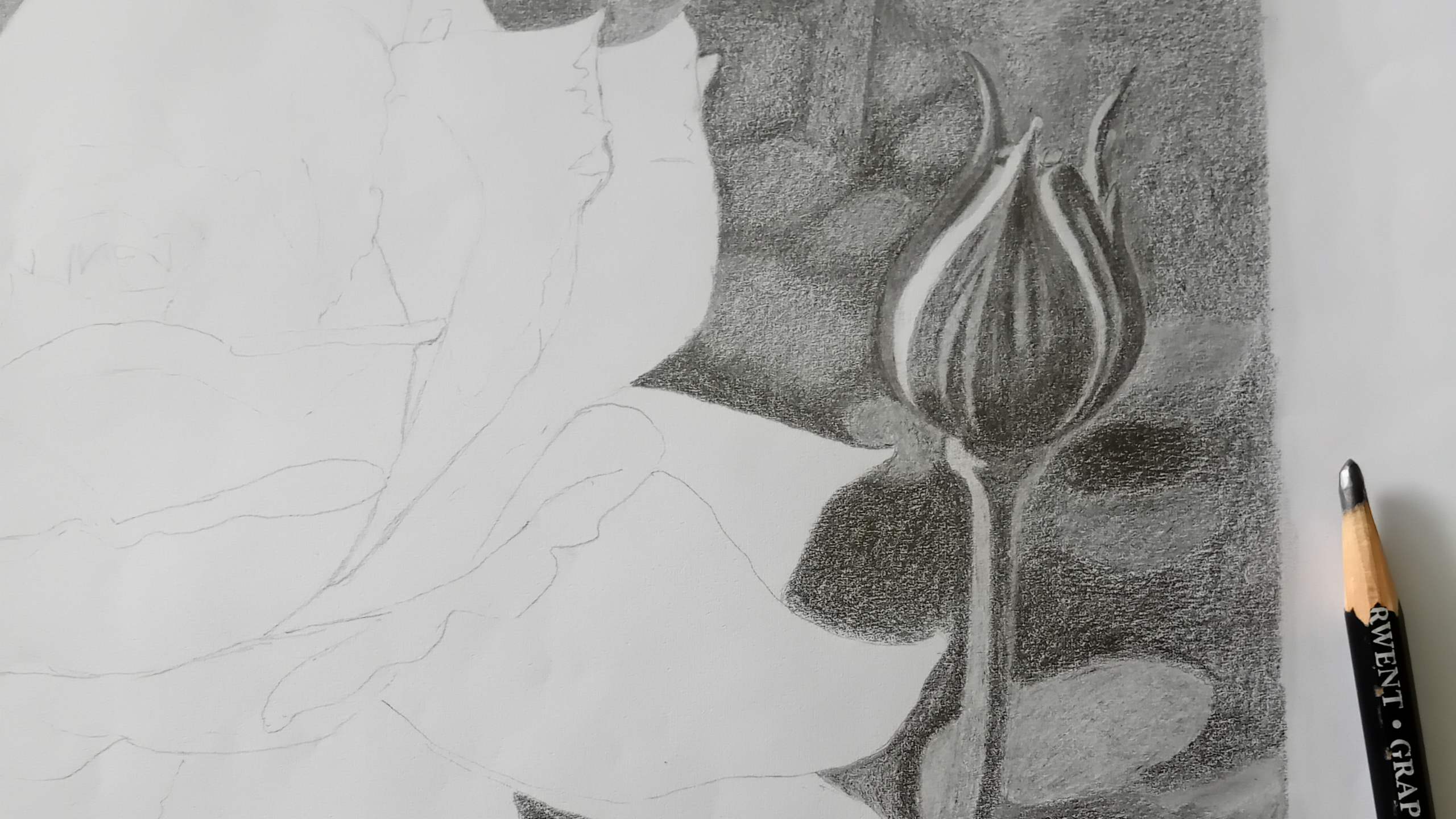 Rose drawing step 2