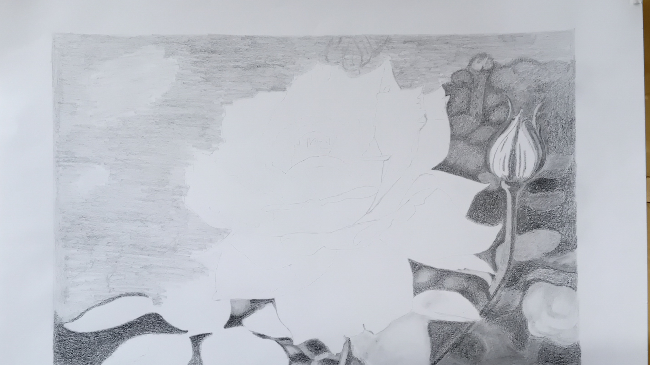 Graphite drawing a rose